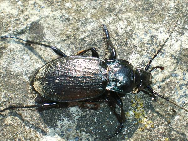 Carabus rossii moribondo